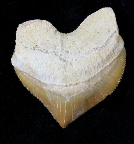 Nice Squalicorax (Crow Shark) Fossil Tooth #19289